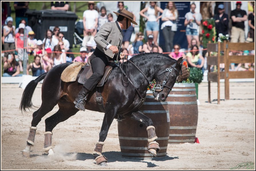 Pferd International 186